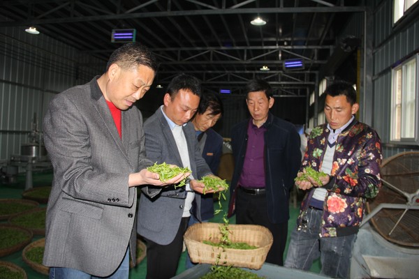 紫阳县纪委副书记、监委副主任陈强在东木镇柏杨村戈润种植农民专业合作社开展监督检查.JPG